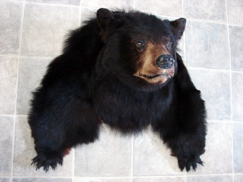 Real Black Bear Shoulder Mount w/ Front Legs Taxidermy Wall Mount, Moose-R-Us.Com Log Cabin Decor