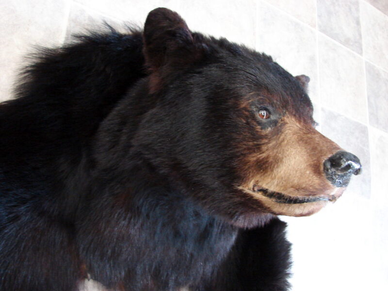 Real Black Bear Shoulder Mount w/ Front Legs Taxidermy Wall Mount, Moose-R-Us.Com Log Cabin Decor