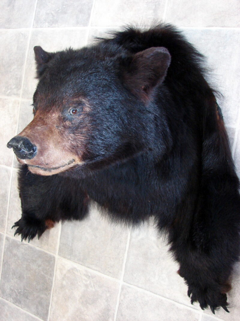 Real Black Bear Shoulder Mount w/ Front Legs Taxidermy Wall Mount, Moose-R-Us.Com Log Cabin Decor