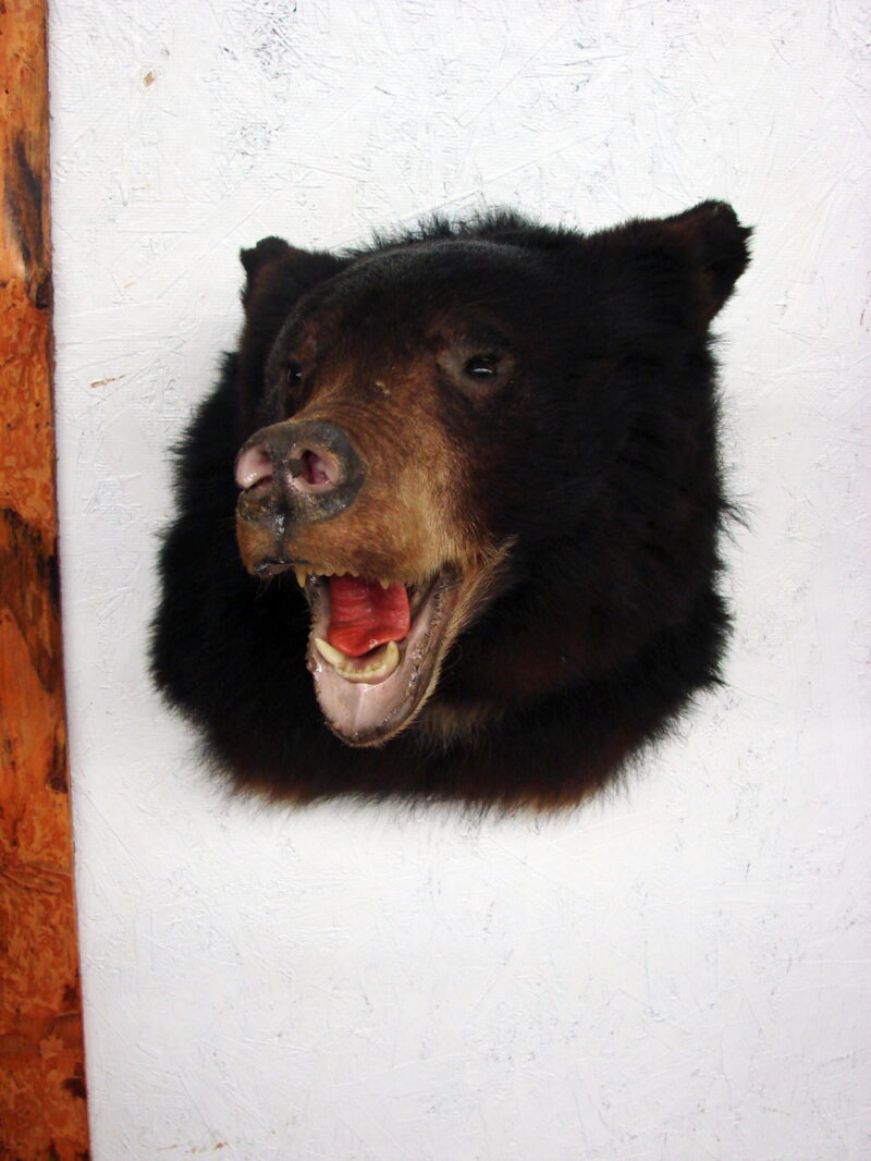 Real Black Bear Shoulder Mount Taxidermy Wall Mount Style 4, Moose-R-Us.Com Log Cabin Decor