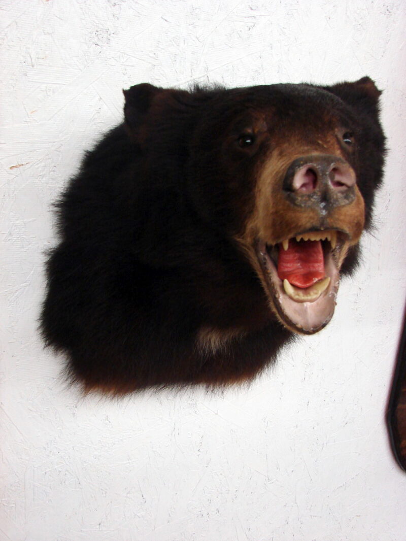 Real Black Bear Shoulder Mount Taxidermy Wall Mount Style 4, Moose-R-Us.Com Log Cabin Decor