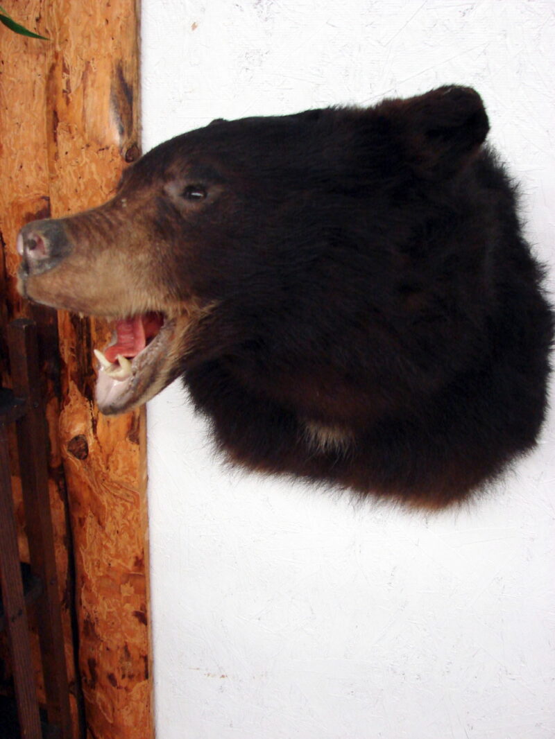 Real Black Bear Shoulder Mount Taxidermy Wall Mount Style 4, Moose-R-Us.Com Log Cabin Decor