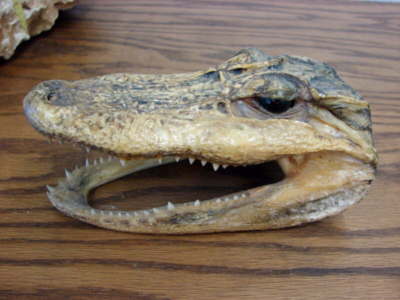 Real Taxidermy Tanned Alligator Small Head Skull 6&#8243; Crocodile, Moose-R-Us.Com Log Cabin Decor