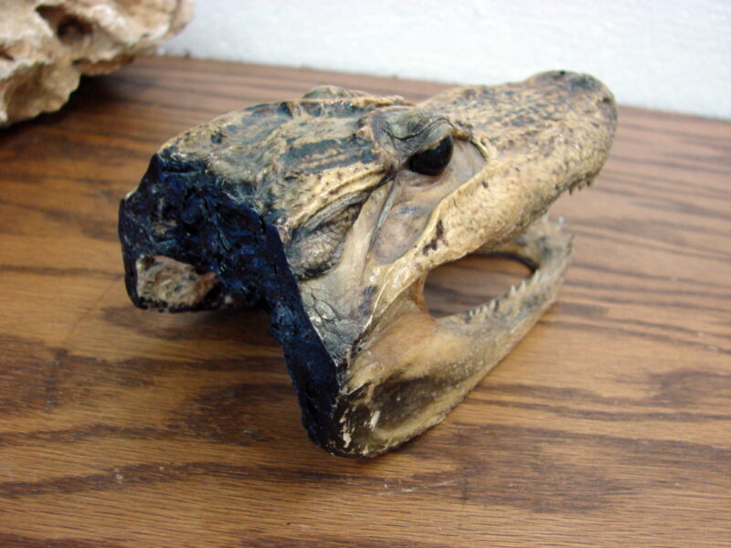 Real Taxidermy Tanned Alligator Small Head Skull 6&#8243; Crocodile, Moose-R-Us.Com Log Cabin Decor