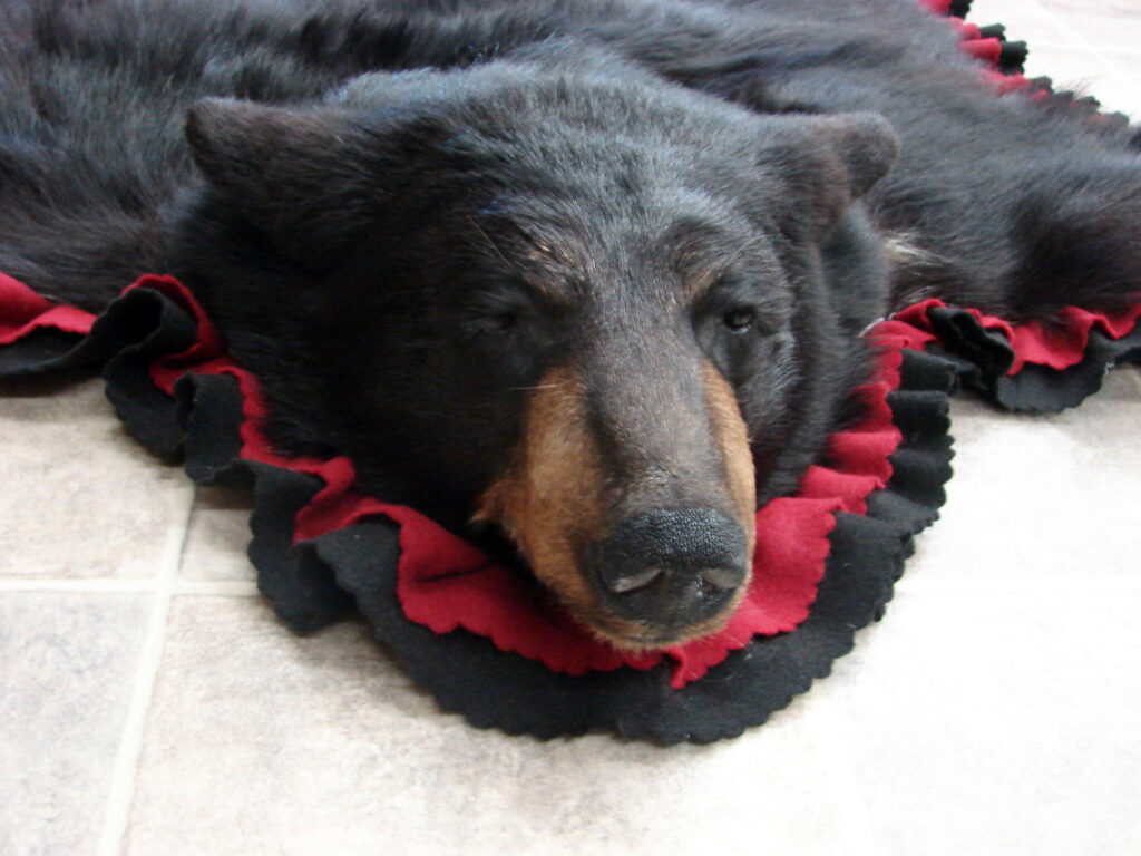 Real Black Bear Rug Taxidermy Hide Pelt Fur Cranberry Red Black Felt ...