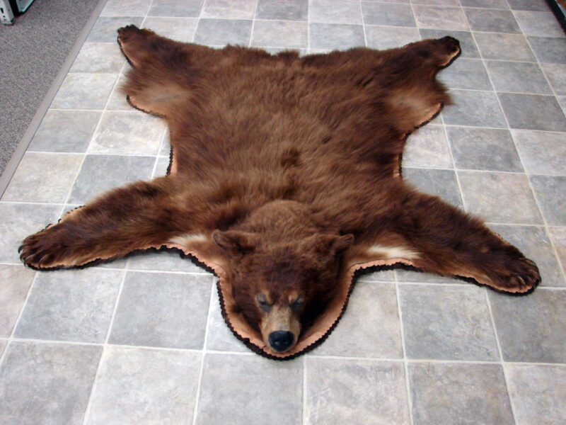 Unique Real Alaskan Grizzly Black Bear Rug Taxidermy Hide Pelt Fur Cinnamon Phase, Moose-R-Us.Com Log Cabin Decor