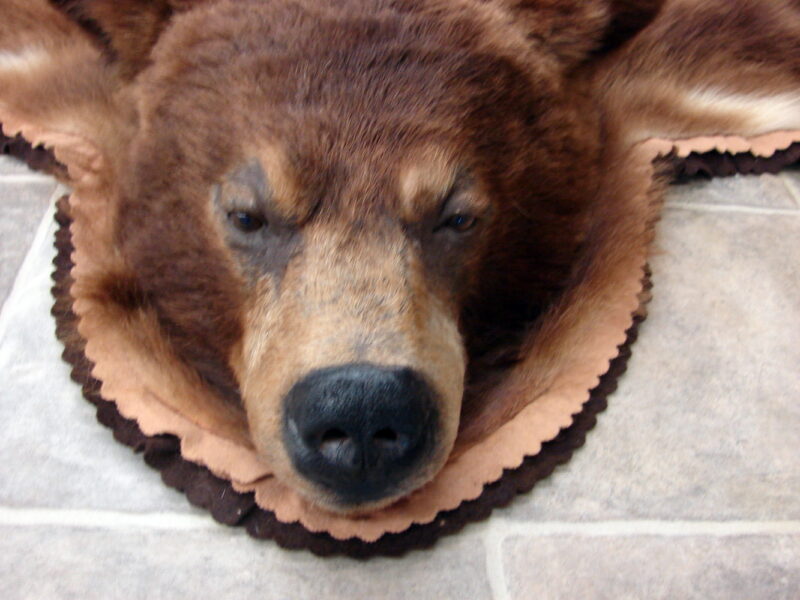 Unique Real Alaskan Grizzly Black Bear Rug Taxidermy Hide Pelt Fur Cinnamon Phase, Moose-R-Us.Com Log Cabin Decor