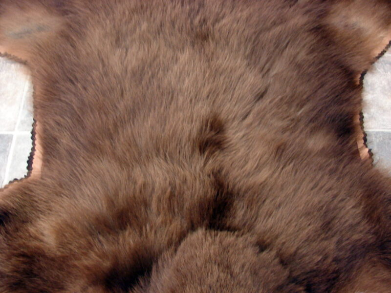 Unique Real Alaskan Grizzly Black Bear Rug Taxidermy Hide Pelt Fur Cinnamon Phase, Moose-R-Us.Com Log Cabin Decor