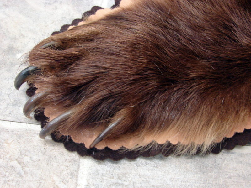 Unique Real Alaskan Grizzly Black Bear Rug Taxidermy Hide Pelt Fur Cinnamon Phase, Moose-R-Us.Com Log Cabin Decor