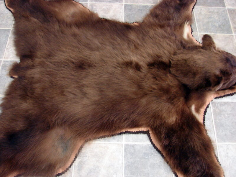 Unique Real Alaskan Grizzly Black Bear Rug Taxidermy Hide Pelt Fur Cinnamon Phase, Moose-R-Us.Com Log Cabin Decor