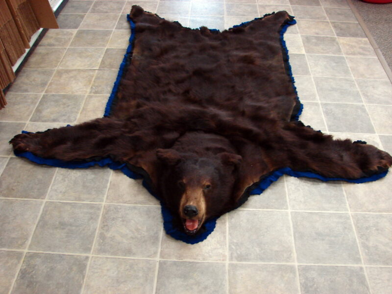 Real Black Bear Rug Taxidermy Hide Pelt Fur Royal Blue Black Felt Open Mouth, Moose-R-Us.Com Log Cabin Decor