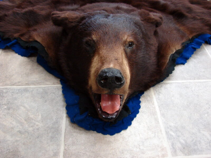 Real Black Bear Rug Taxidermy Hide Pelt Fur Royal Blue Black Felt Open Mouth, Moose-R-Us.Com Log Cabin Decor