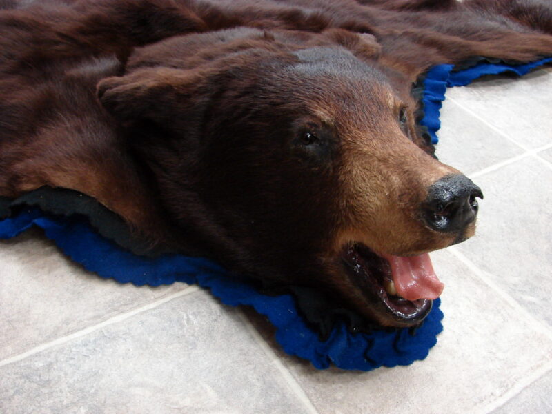 Real Black Bear Rug Taxidermy Hide Pelt Fur Royal Blue Black Felt Open Mouth, Moose-R-Us.Com Log Cabin Decor