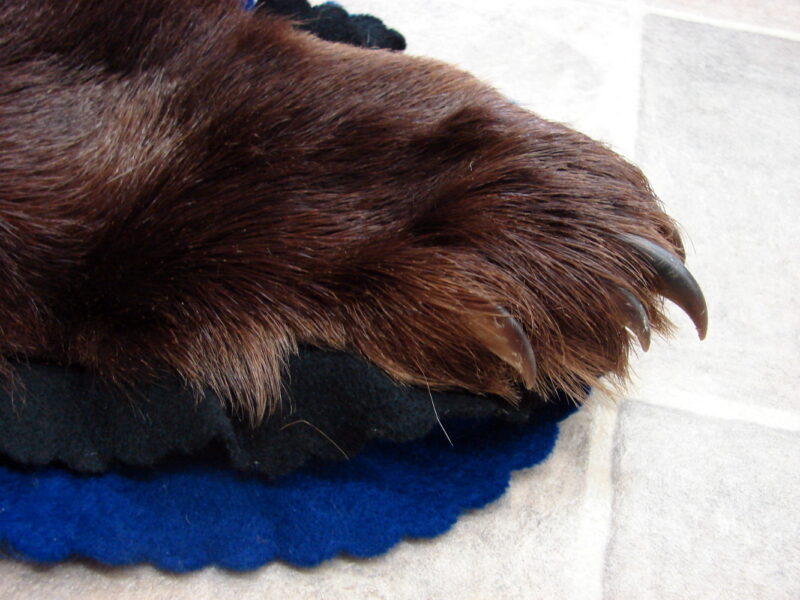 Real Black Bear Rug Taxidermy Hide Pelt Fur Royal Blue Black Felt Open Mouth, Moose-R-Us.Com Log Cabin Decor