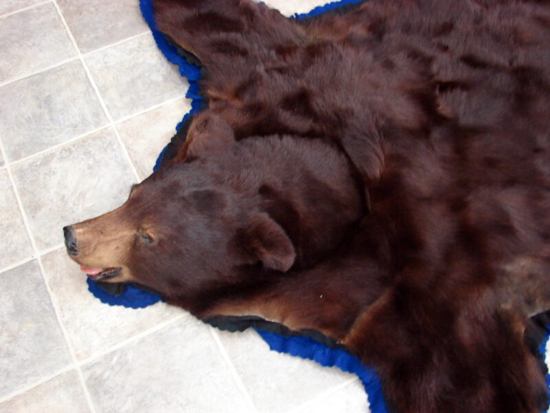 Real Black Bear Rug Taxidermy Hide Pelt Fur Royal Blue Black Felt Open Mouth, Moose-R-Us.Com Log Cabin Decor