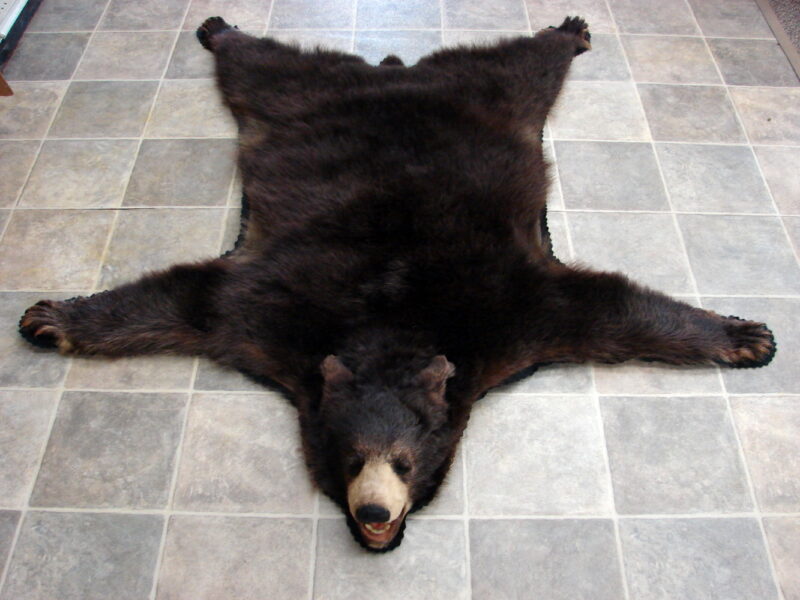 Real Black Bear Rug Taxidermy Hide Pelt Fur Compact Black Felt Open Mouth, Moose-R-Us.Com Log Cabin Decor