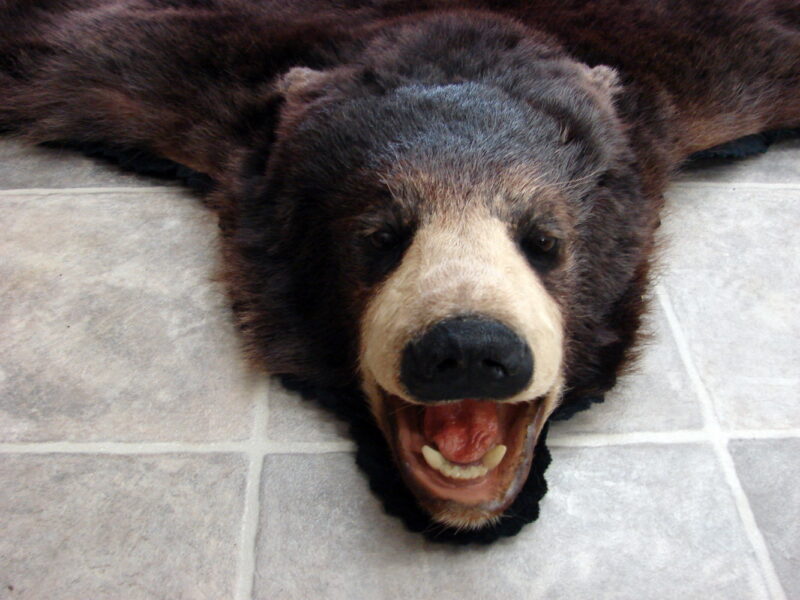 Real Black Bear Rug Taxidermy Hide Pelt Fur Compact Black Felt Open Mouth, Moose-R-Us.Com Log Cabin Decor