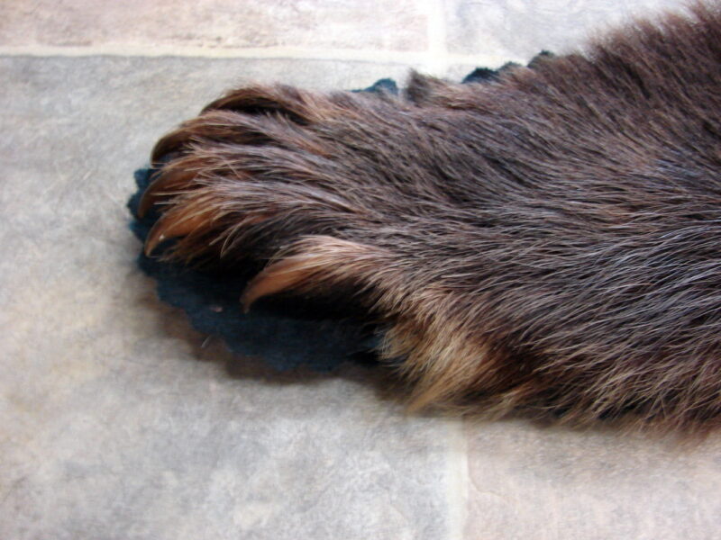 Real Black Bear Rug Taxidermy Hide Pelt Fur Compact Black Felt Open Mouth, Moose-R-Us.Com Log Cabin Decor