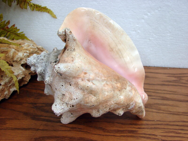 Real Seashell Conch Shell 9&#215;7&#8243; Ocean Beach Decor Wedding Crafts, Moose-R-Us.Com Log Cabin Decor