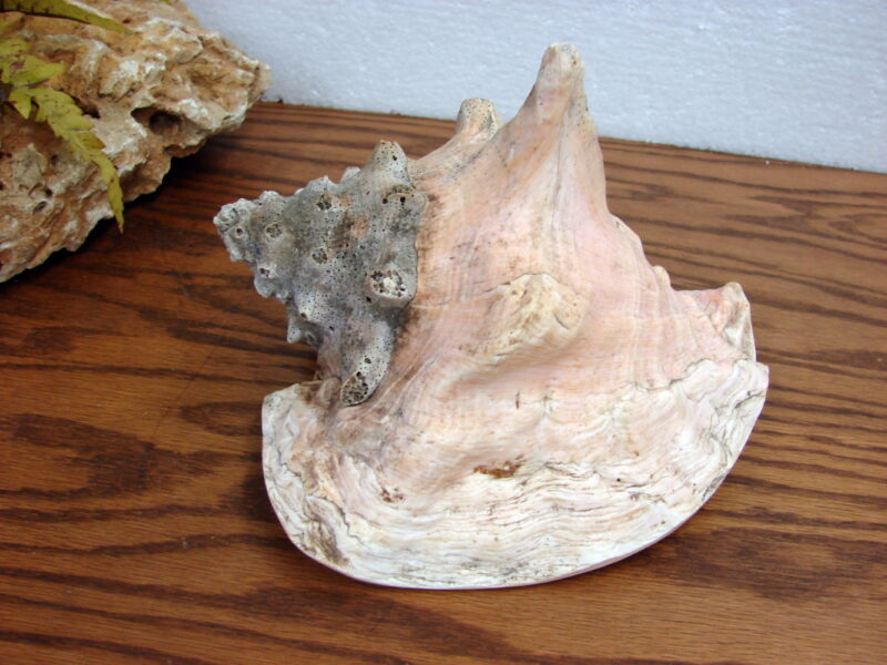 Real Seashell Conch Shell 9&#215;7&#8243; Ocean Beach Decor Wedding Crafts, Moose-R-Us.Com Log Cabin Decor