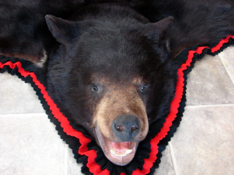 Real Black Bear Rug Taxidermy Hide Pelt Fur Red Black Felt Open Mouth, Moose-R-Us.Com Log Cabin Decor