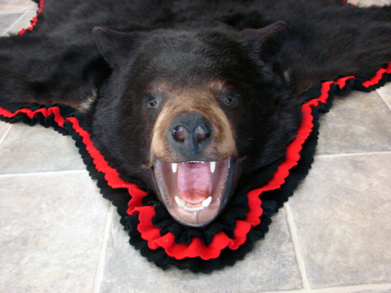 Real Black Bear Rug Taxidermy Hide Pelt Fur Red Black Felt Open Mouth, Moose-R-Us.Com Log Cabin Decor