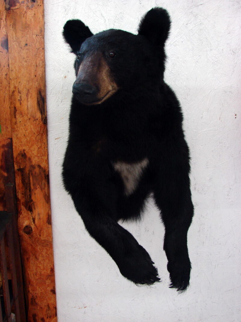 Real Taxidermy Mount 3/4 Young Black Bear with White, Moose-R-Us.Com Log Cabin Decor