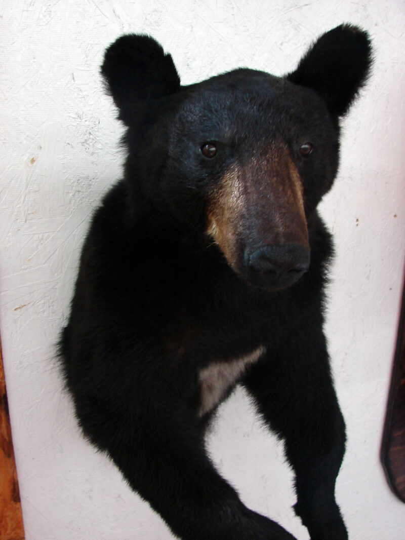 Real Taxidermy Mount 3/4 Young Black Bear with White, Moose-R-Us.Com Log Cabin Decor