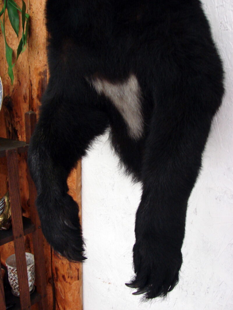 Real Taxidermy Mount 3/4 Young Black Bear with White, Moose-R-Us.Com Log Cabin Decor