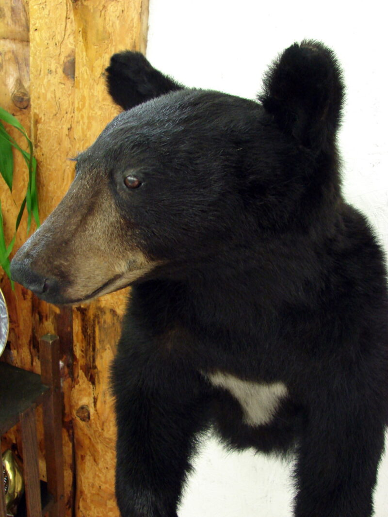 Real Taxidermy Mount 3/4 Young Black Bear with White, Moose-R-Us.Com Log Cabin Decor