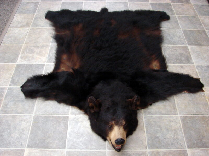 Vintage Real Black Bear Old Rug Taxidermy Hide Pelt Fur Craft 63 x 55&#8243;, Moose-R-Us.Com Log Cabin Decor