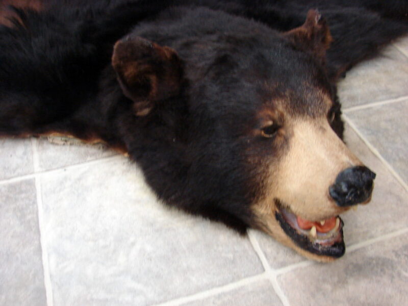 Vintage Real Black Bear Old Rug Taxidermy Hide Pelt Fur Craft 63 x 55&#8243;, Moose-R-Us.Com Log Cabin Decor