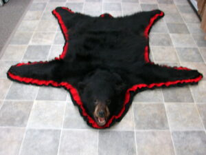 Real Black Bear Rug Taxidermy Hide Pelt Fur Black Emerald Green Felt Open Mouth, Moose-R-Us.Com Log Cabin Decor