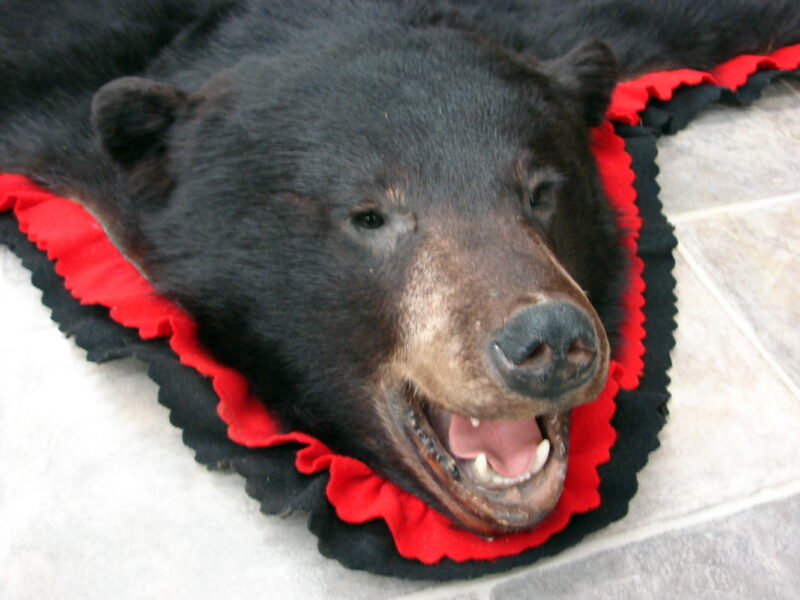 Real Black Bear Rug Taxidermy Hide Pelt Fur Compact Red Black Felt Open Mouth, Moose-R-Us.Com Log Cabin Decor