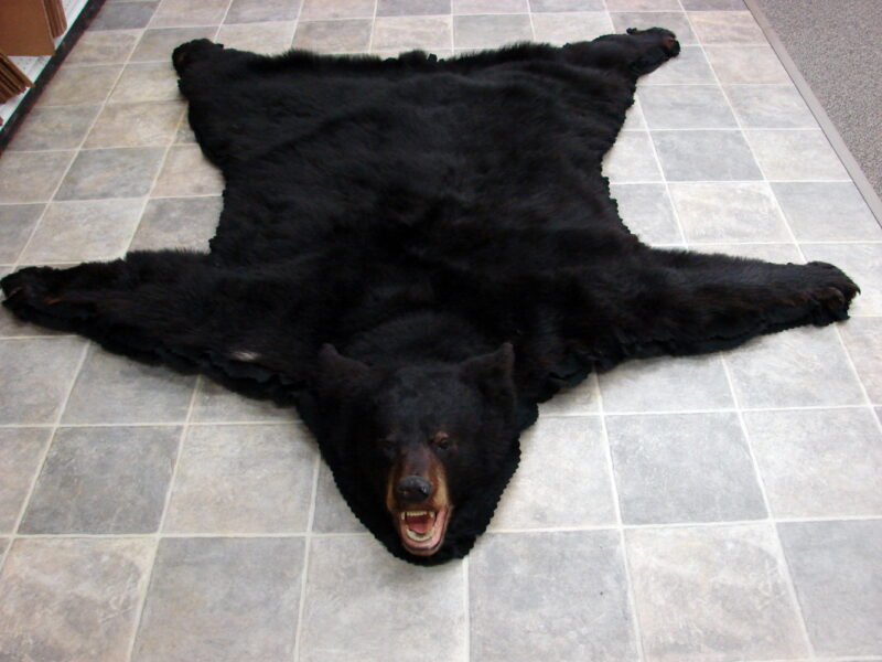 Real Black Bear Rug Taxidermy Hide Pelt Fur Black on Black Felt Open Mouth, Moose-R-Us.Com Log Cabin Decor