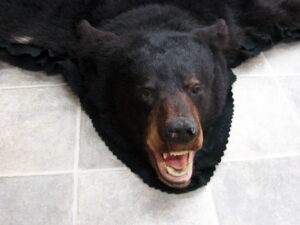 Real Black Bear Rug Taxidermy Hide Brown Cinnamon Phase Pelt Fur, Moose-R-Us.Com Log Cabin Decor