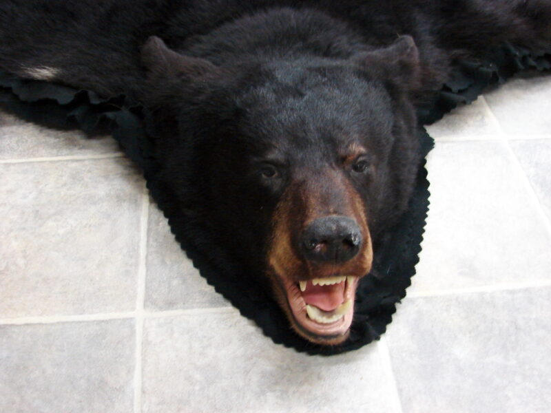 Real Black Bear Rug Taxidermy Hide Pelt Fur Black on Black Felt Open Mouth, Moose-R-Us.Com Log Cabin Decor