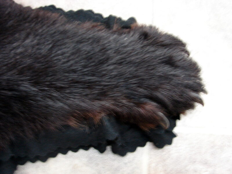 Real Black Bear Rug Taxidermy Hide Pelt Fur Black on Black Felt Open Mouth, Moose-R-Us.Com Log Cabin Decor