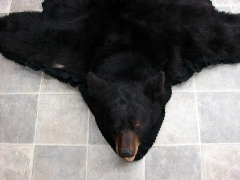 Real Black Bear Rug Taxidermy Hide Pelt Fur Black on Black Felt Open Mouth, Moose-R-Us.Com Log Cabin Decor