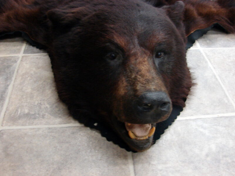 Real Black Bear Rug Taxidermy Hide Red Tint Pelt Fur Red Black Felt Open Mouth, Moose-R-Us.Com Log Cabin Decor