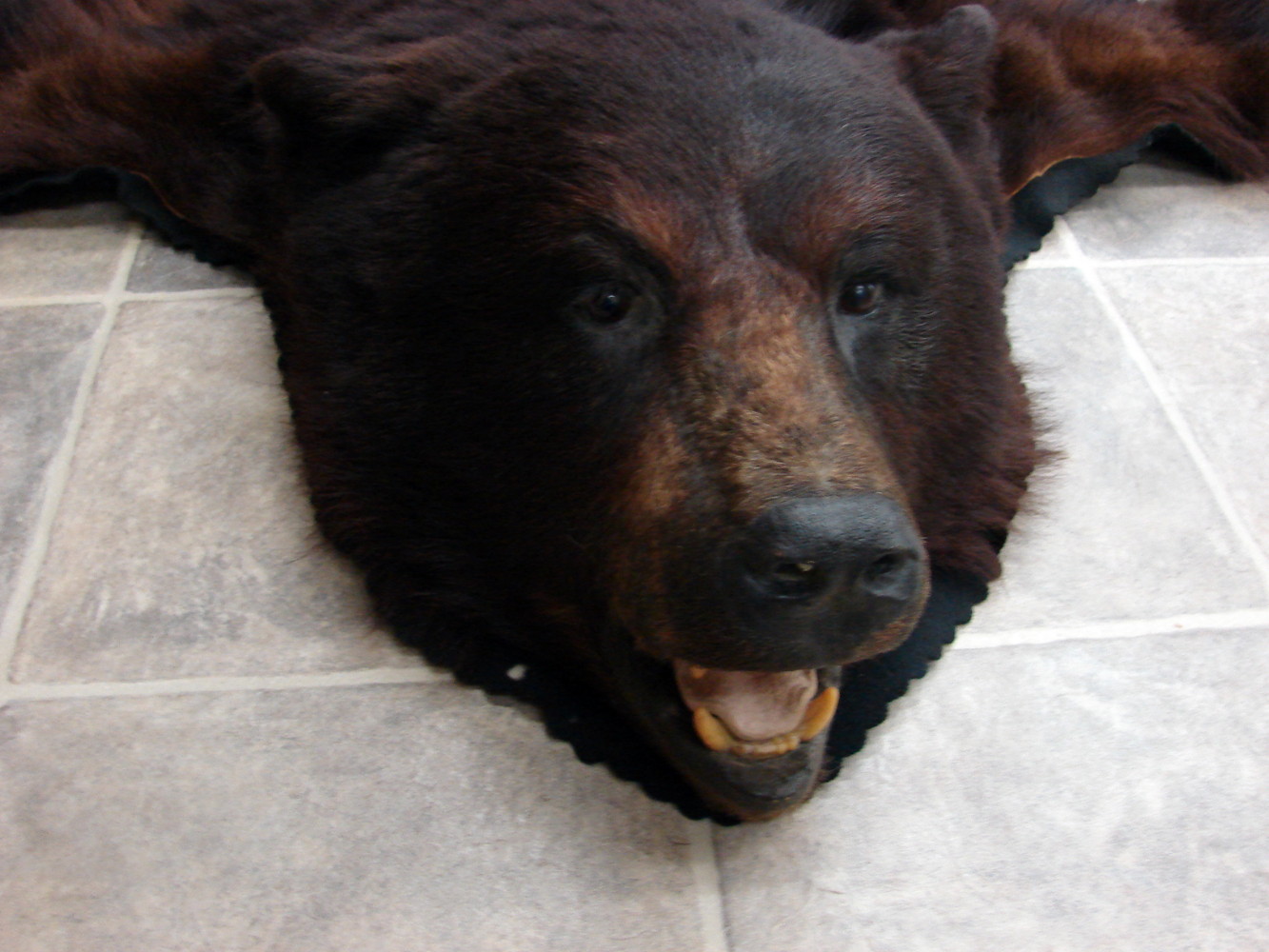 Real Black Bear Rug Taxidermy Hide Red Tint Pelt Fur Red Black Felt ...