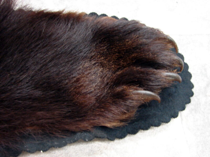 Real Black Bear Rug Taxidermy Hide Red Tint Pelt Fur Red Black Felt Open Mouth, Moose-R-Us.Com Log Cabin Decor