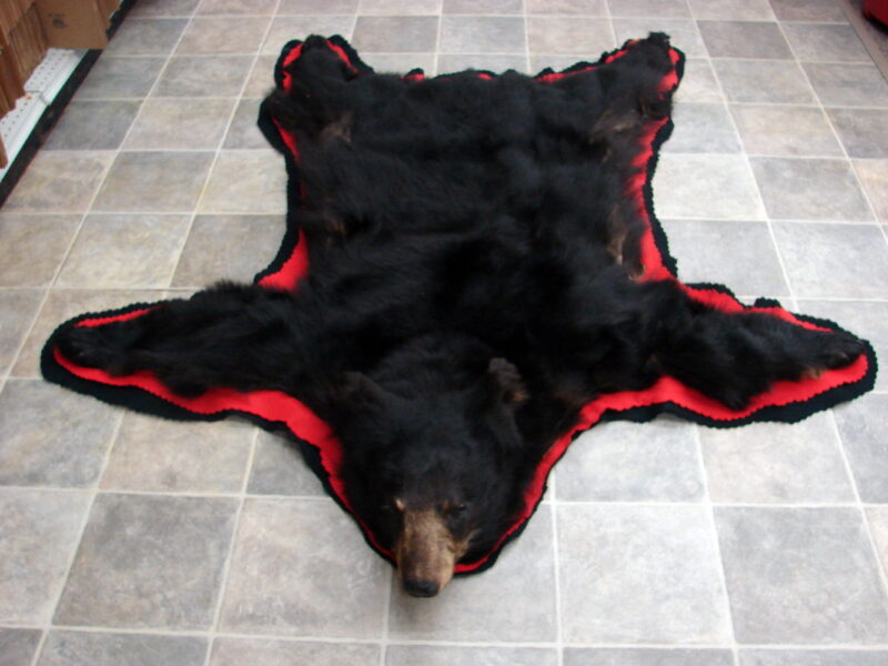 Real Black Bear Rug Taxidermy Hide Pelt Fur Red Black Felt Closed Mouth, Moose-R-Us.Com Log Cabin Decor