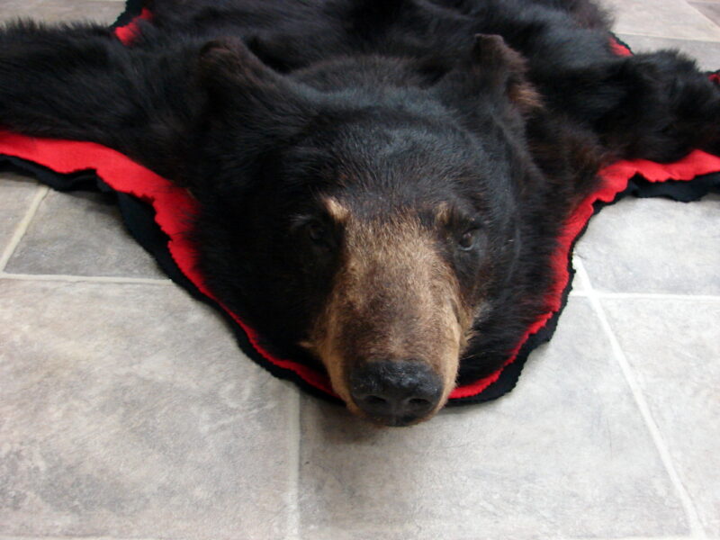 Real Black Bear Rug Taxidermy Hide Pelt Fur Red Black Felt Closed Mouth, Moose-R-Us.Com Log Cabin Decor